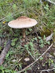 IMG_3321.jpeg