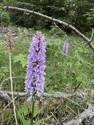 IMG_3431.jpeg