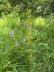 IMG_3435.jpeg