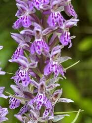 IMG_3445.jpeg