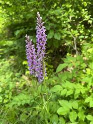 IMG_3446.jpeg