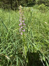 IMG_3458.jpeg