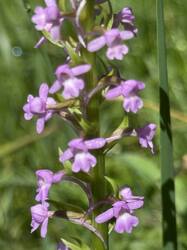 IMG_3459.jpeg
