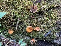 IMG_3523.jpeg