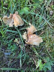 IMG_3526.jpeg