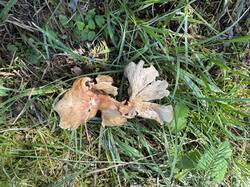 IMG_3527.jpeg