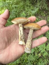 IMG_3931.jpeg
