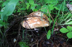 IMG_4375.thumb.JPG.8861eab10320429bd494ccfdc543aa5f.JPG
