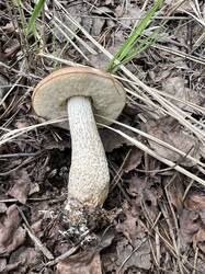 IMG_5638_(2).thumb.JPEG.c13bbed1428b0e70b25861ab3c2e0d56.JPEG