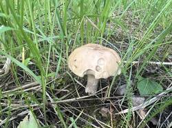 IMG_5661.thumb.JPEG.212b21e2bc095beb028c1675d034b0dc.JPEG