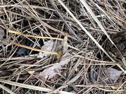 IMG_5724_(1).thumb.JPEG.c6fcadbe095399a10822bed7f35b3a98.JPEG