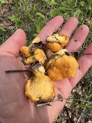 IMG_5991.thumb.JPEG.a911d089f63b60ede5fe64e25c5a3c0d.JPEG