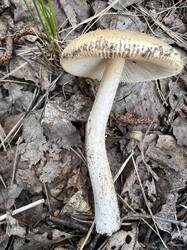 IMG_6041.thumb.JPEG.36c5c42ed108fe4cad2e9f12defe6a6b.JPEG