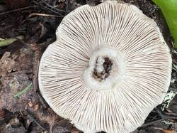 IMG_6264.thumb.JPEG.c67cfe613711abe7093b61b3544005e6.JPEG