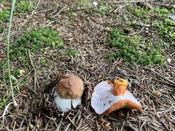 IMG_6530.thumb.JPEG.dc338a1eda652c6850e2d5b9189050af.JPEG
