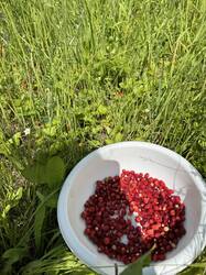 IMG_7021.jpeg