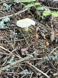 IMG_7899.jpeg