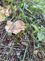 IMG_7900.jpeg