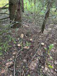 IMG_7903.jpeg