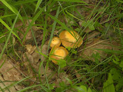 IMG_9244.thumb.jpg.4327dad9563f1cbf121ce3f31aeddf6e.jpg