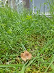 Inocybe-1.jpg