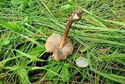 Inocybe-3.jpg