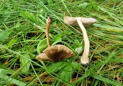 Inocybe-4.jpg