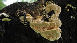 Neoantrodia_serialis_sp_2025_0605.thumb.JPG.a9b8ef20399ed2d7d4170b6da8adcb73.JPG