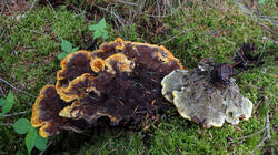 Onnia_tomentosa_AWP_20250609.thumb.JPG.32037e61e7a40b29120cb8eeb9ce1bfb.JPG
