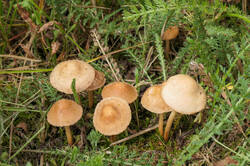 PANA3415.thumb.jpg.1646a2d29c1ff3fffbe40fc38a5dd7b9.jpg