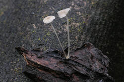 PANA3482.thumb.JPG.944e1988adda43b383681fa493bb7513.JPG