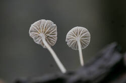 PANA3498.thumb.JPG.41bc1c9064a45ed5d16b0be124354b9e.JPG