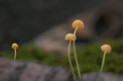 PANA3549.thumb.JPG.b9e566a574e3af809ac78f97cfa3de5a.JPG