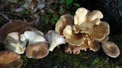 Panus_conchatus_AWP_202506_05.thumb.JPG.87b55cf94bf7d4de1f95882475374095.JPG