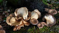 Panus_conchatus__AWP_20250605.thumb.JPG.40ef938f49290a47fa8066d2401b7933.JPG