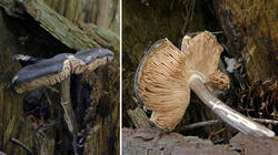 Pluteus_atromarginatus_AWP_20250613.thumb.jpg.dcbc4d8cec7e9f057b09f3c1b22e72df.jpg