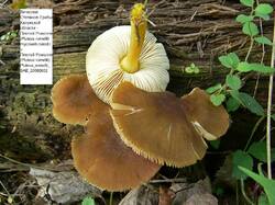 Pluteus_romellii_SAE_20060802.thumb.jpg.ea8861fa8f14bd1f01788e05fca33472.jpg