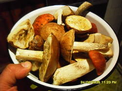 SDC17651.thumb.JPG.410626bbd3d8f479f9cb373ee1b1b46f.JPG