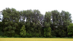 Schwarz-Pappel_Populus_nigra.thumb.JPG.e581925d36b7fc18a059025082246f85.JPG