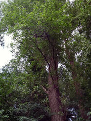 Schwarz-Pappel_Populus_nigra_.thumb.JPG.3f392d9f19db473fab31c56b1f83d6da.JPG