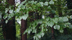Schwarz-Pappel__Populus_nigra.thumb.JPG.5c7721d04da0ce6244d5646e03507b04.JPG
