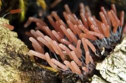 Stemonitopsis_typhina_PSE-01.jpg.jpg