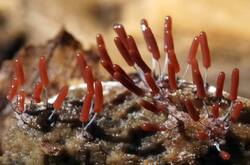 Stemonitopsis_typhina_PSE-02.jpg.jpg