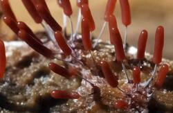 Stemonitopsis_typhina_PSE-03.jpg.jpg