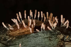 Stemonitopsis_typhina_PSE-04.jpg.jpg
