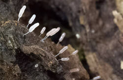 Stemonitopsis_typhina_PSE-05.jpg.jpg