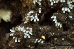 Stemonitopsis_typhina_PSE-06.jpg.jpg