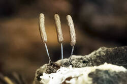 Stemonitopsis_typhina_PSE-07.jpg.jpg