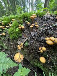 image-26-06-25-15-17-1.jpeg