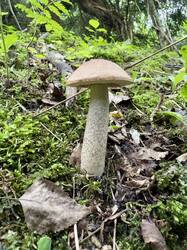 image-26-06-25-15-17-16.jpeg